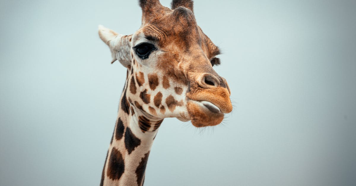 Is it possible to find out how long your lord / hero will be injured? - Giraffe against cloudless sky in nature Is it possible to find out how long your lord / hero will be injured? - Giraffe against cloudless sky in nature