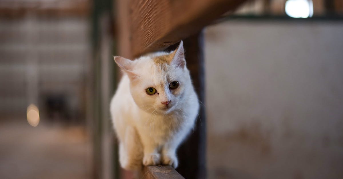 Is it possible to have a stable small community? - Curious cat resting on fence in stall