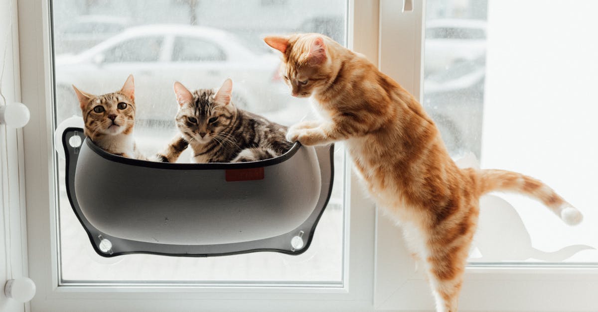 Is it possible to have pets on Furrowfield? - Orange Tabby Cat on Black and Silver Cooking Pot