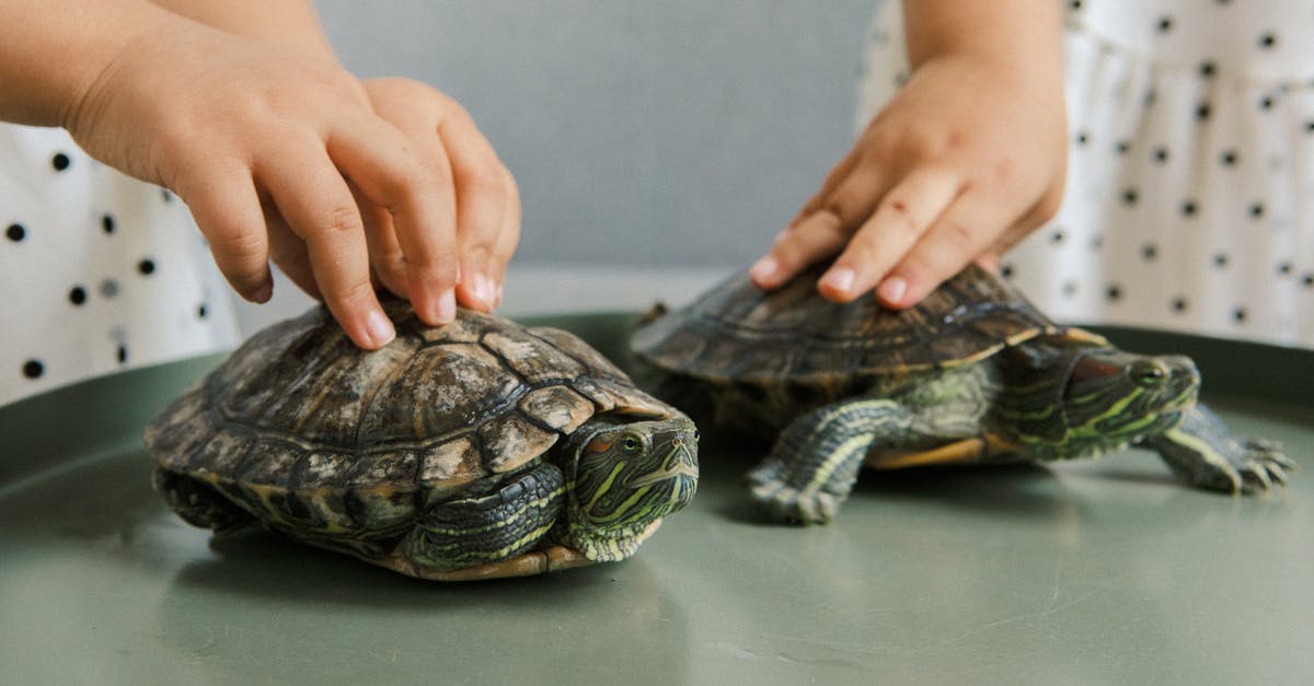 Is it possible to have pets on Furrowfield? - Person Holding Turtle on Table