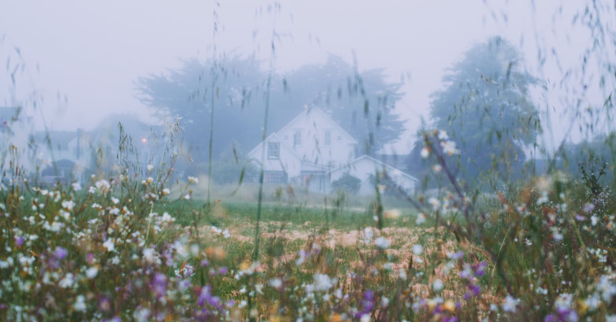 Is it possible to kill the early versions of Godcat? - Rural house behind blossoming flowers growing on grassy meadow in early foggy morning