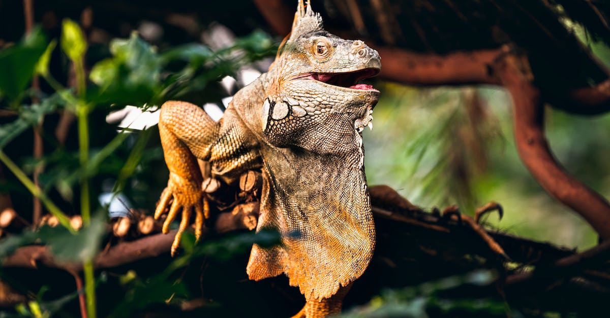 Is it possible to merge the ender dragon and wither? [closed] - Brown and Gray Bearded Dragon on Brown Tree Branch