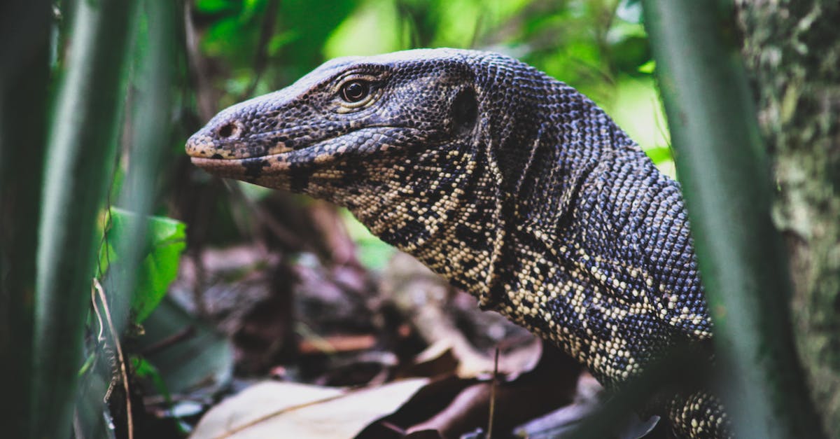 Is it possible to merge the ender dragon and wither? [closed] - Black and Beige Monitor Lizard on Woods