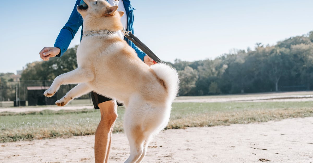 Is it possible to play No Man Sky offline? - Jumping dog with ball near crop ethnic owner in park