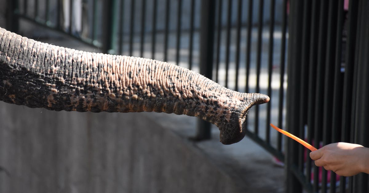 Is it possible to reach the huge outcropping overlooking most of central Primordia on foot? - Unrecognizable person feeding elephant with carrot in zoological garden Is it possible to reach the huge outcropping overlooking most of central Primordia on foot? - Unrecognizable person feeding elephant with carrot in zoological garden