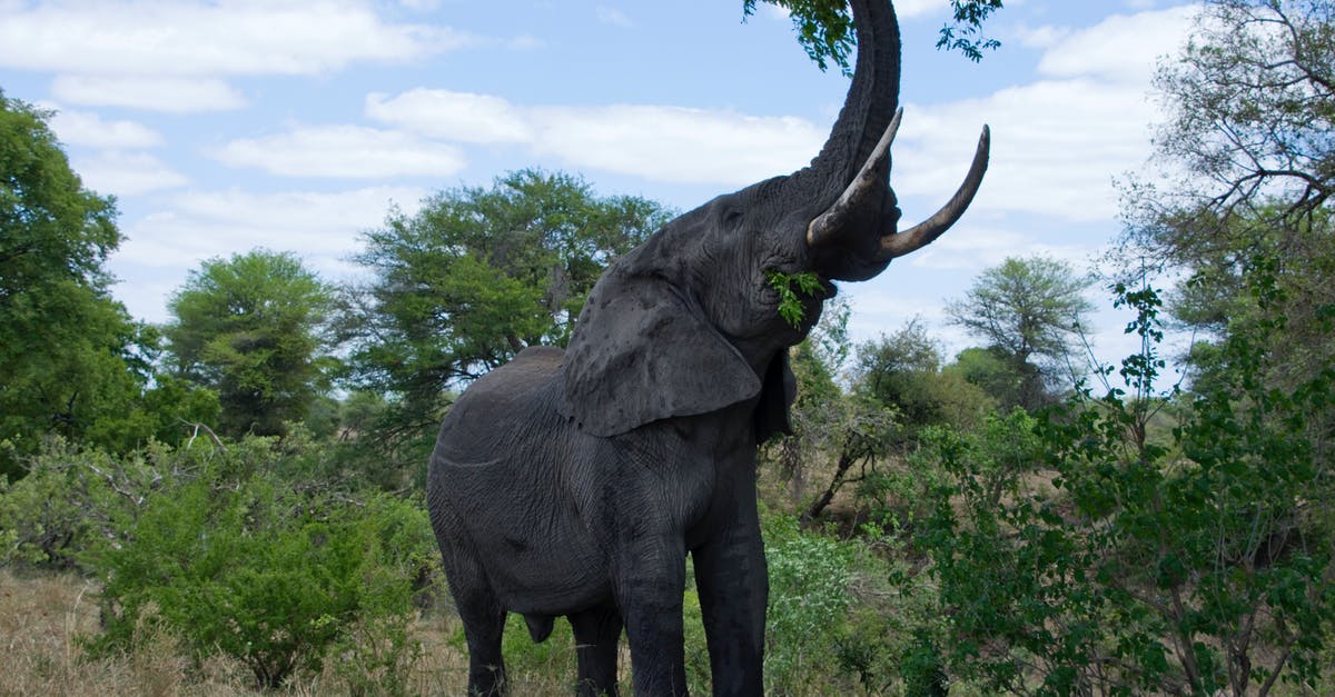 Is it possible to reach the huge outcropping overlooking most of central Primordia on foot? - A Huge Black Elephant Reaching for the Green Leaves Is it possible to reach the huge outcropping overlooking most of central Primordia on foot? - A Huge Black Elephant Reaching for the Green Leaves