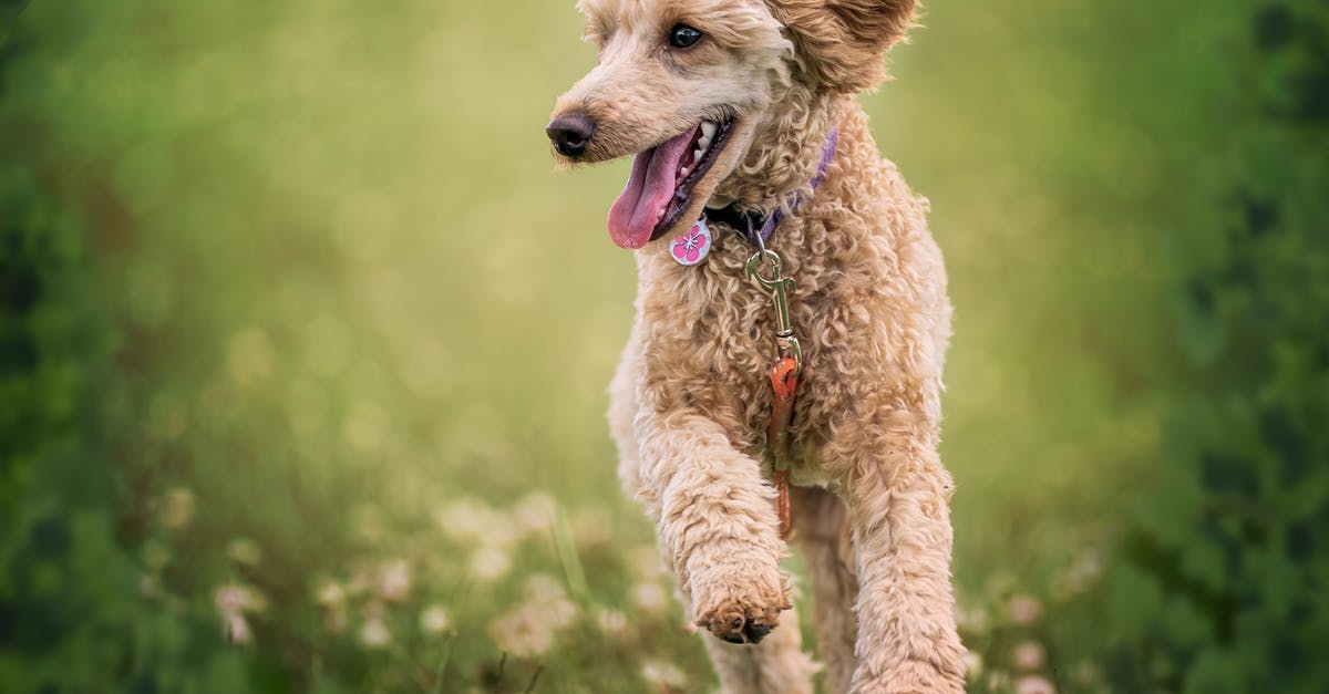 Is it possible to run out of unlock tokens on Zombies? - Adorable fluffy active Poodle dog with stylish collar running on grassy mead with tongue out on sunny day Is it possible to run out of unlock tokens on Zombies? - Adorable fluffy active Poodle dog with stylish collar running on grassy mead with tongue out on sunny day