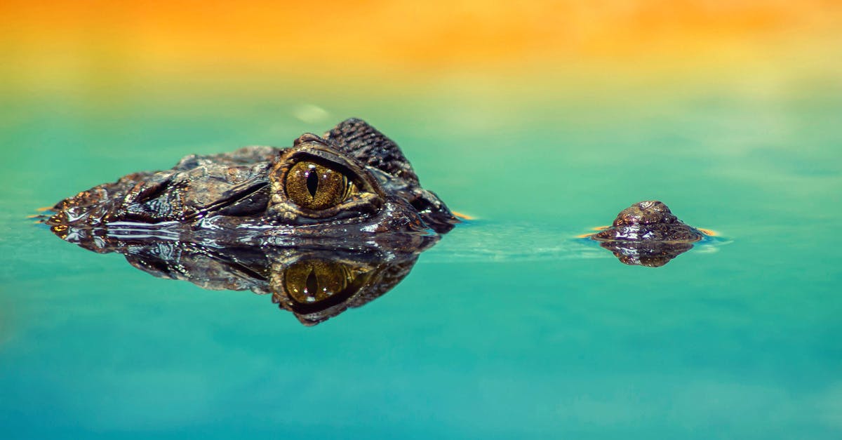 Is it possible to scale up windowed SpaceChem? - Crocodile on Still Body of Water