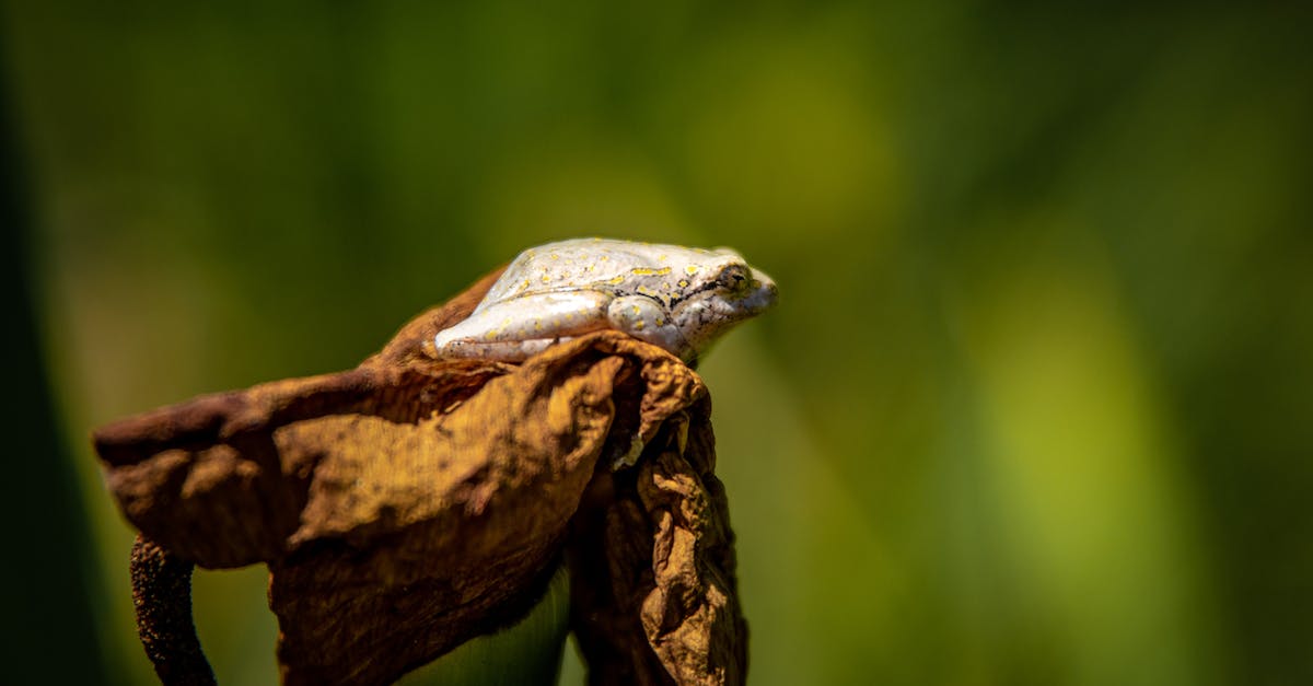 Is it possible to spare Magus but also cure Frog in Chrono Trigger? - Gray and White Frog on Brown Wood Is it possible to spare Magus but also cure Frog in Chrono Trigger? - Gray and White Frog on Brown Wood