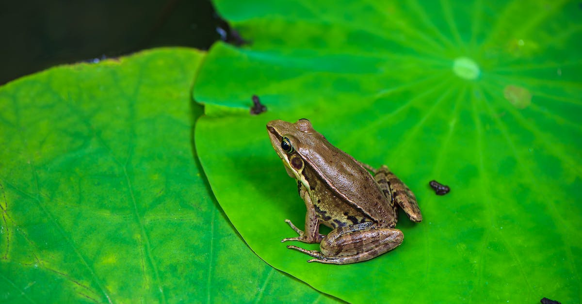 Is it possible to spare Magus but also cure Frog in Chrono Trigger? - Brown Frog on Green Leaf Is it possible to spare Magus but also cure Frog in Chrono Trigger? - Brown Frog on Green Leaf