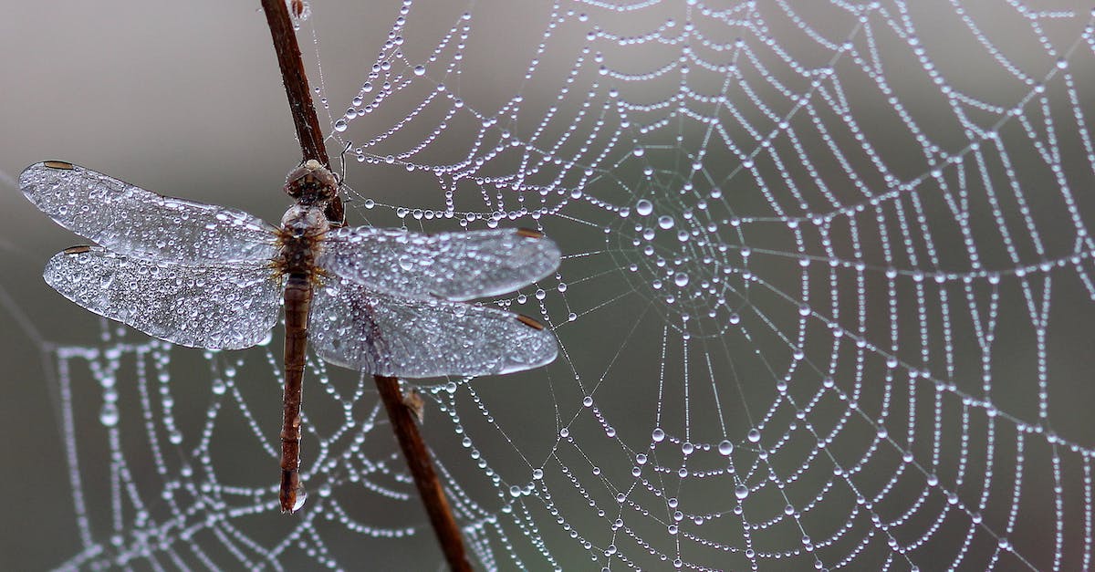 Is it possible to trap a Creeper? - Dragonfly on the Stick Near Spider Web