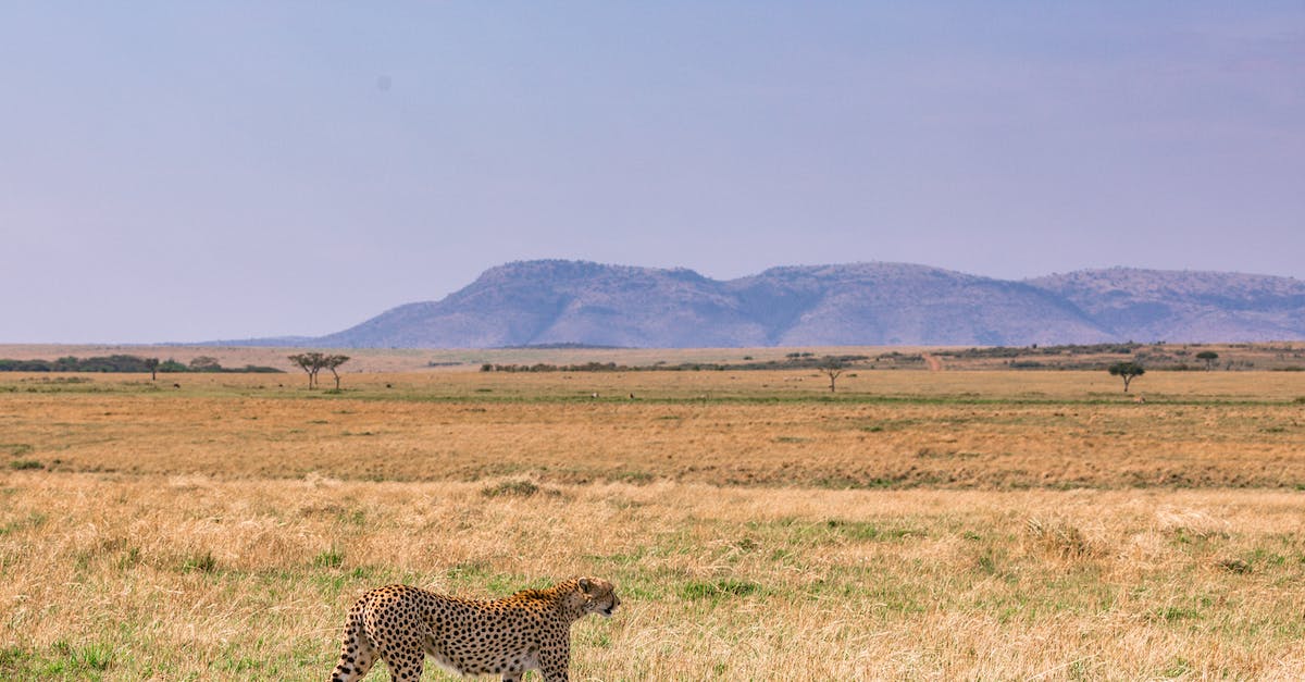 Is it possible/reasonable to sneak solo/duo Baron? - Side view of gracious cheetah walking on dry yellow grass in savanna in sunny day
