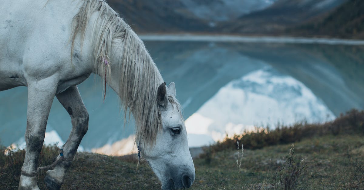 Is Kalimdor Horde-Centric? - White Horse on Green Grass Field Near Lake