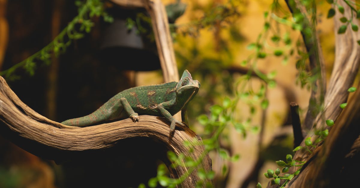 Is Kinect required for Zoo Tycoon? - Close-Up Shot of a Chameleon Perched on a Tree Branch