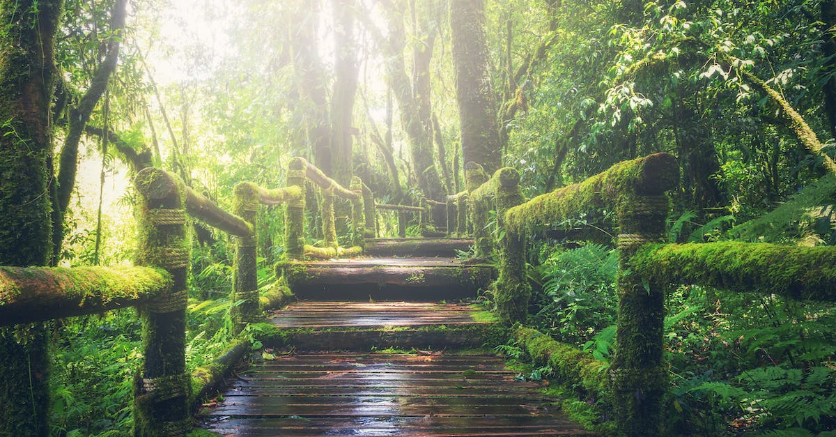 Is looting barrels, crates, chests, etc.. the only way to acquire provisioning ingredients? - Wooden Bridge on Rainforest
