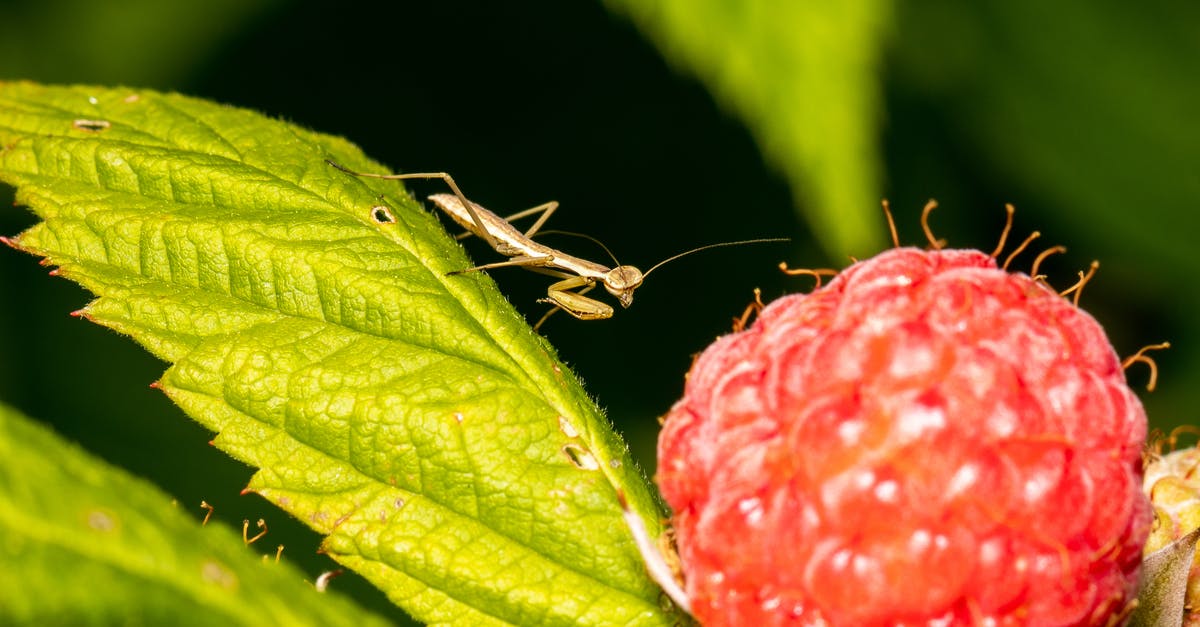 Is Minecraft for Raspberry Pi discontinued? - praying mantis