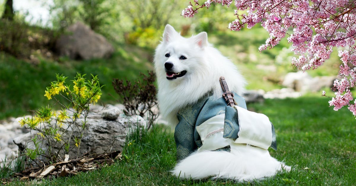 Is Minecraft (PC) Controller-Friendly? - Samoyed Wearing Kimono Costume on Park 