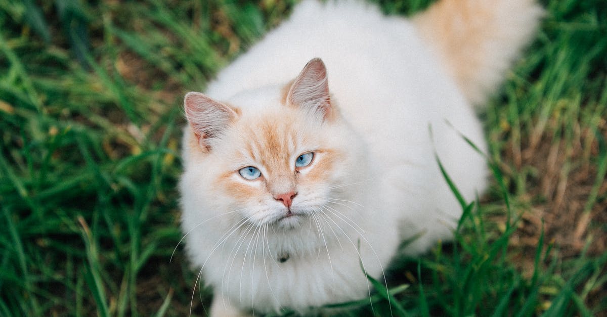 Is my pet worth anything? - White and Brown Cat on Green Grass Is my pet worth anything? - White and Brown Cat on Green Grass