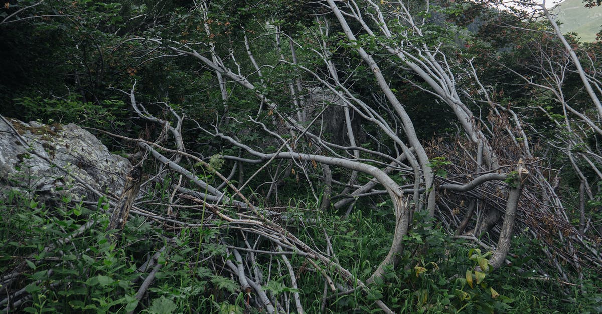 Is my Piper broken? - Green Trees Under White Sky