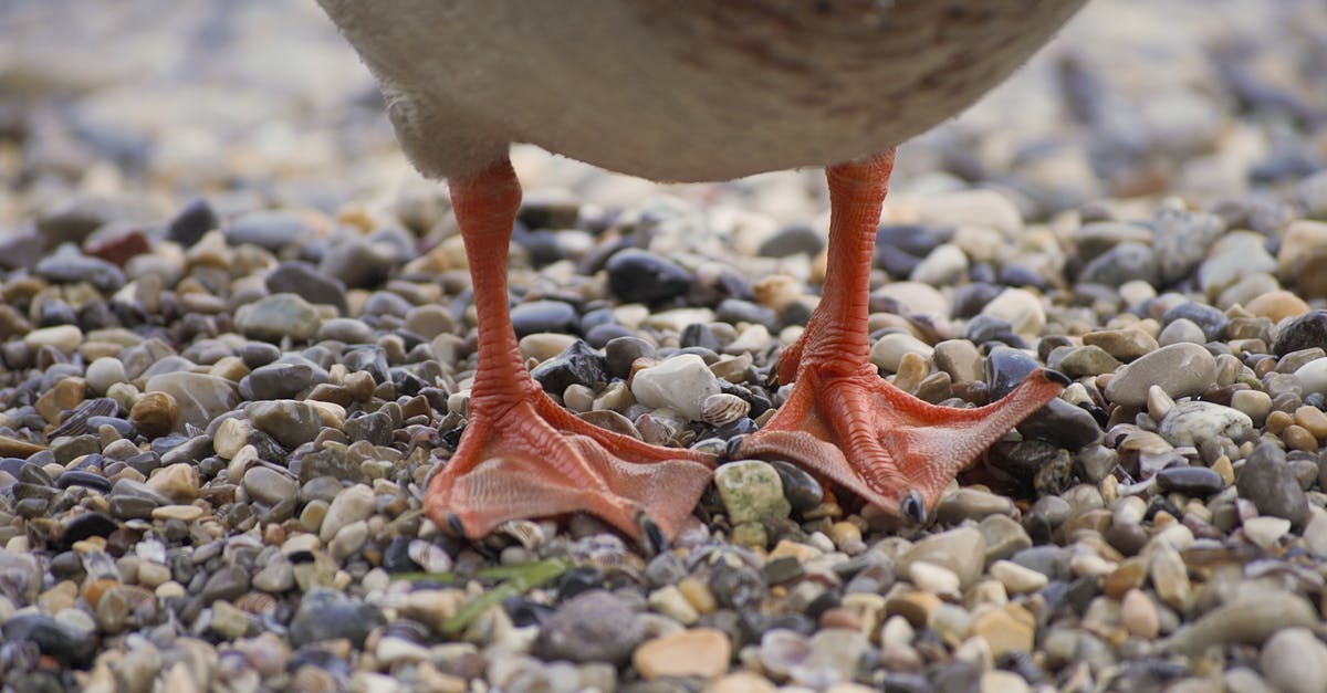 Is Nathan Drake really Francis Drake's descendant? - Crop wild duck with gray plumage and red paws standing on wet small pebbles
