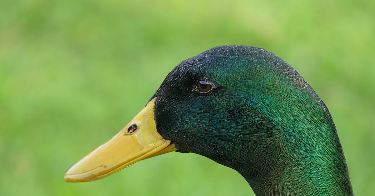 Is Nathan Drake really Francis Drake's descendant? - Black and Green Beack Bird Is Nathan Drake really Francis Drake's descendant? - Black and Green Beack Bird