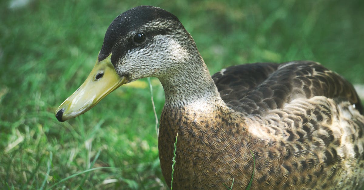 Is Nathan Drake really Francis Drake's descendant? - Photo Of Duck Is Nathan Drake really Francis Drake's descendant? - Photo Of Duck