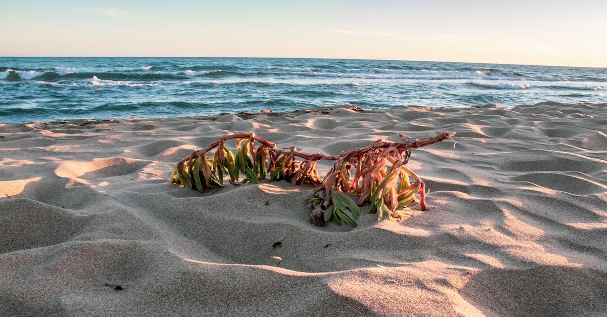 Is Re-enabling Misconduct Broken? - Free stock photo of beach, husking, ocean