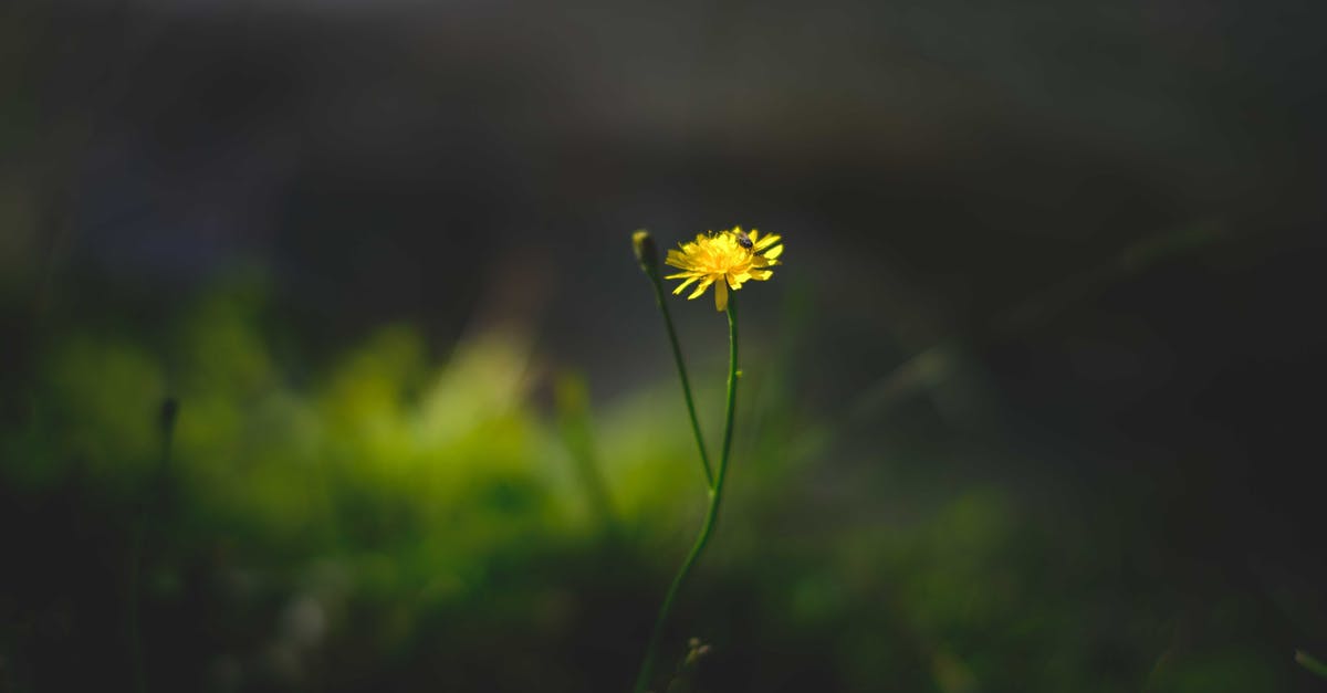 Is Steam obligated to provide downloads of games for life (of the Steam account holder)? [duplicate] - Closeup of bright yellow blossoming flower on thin stem in green grassy meadow
