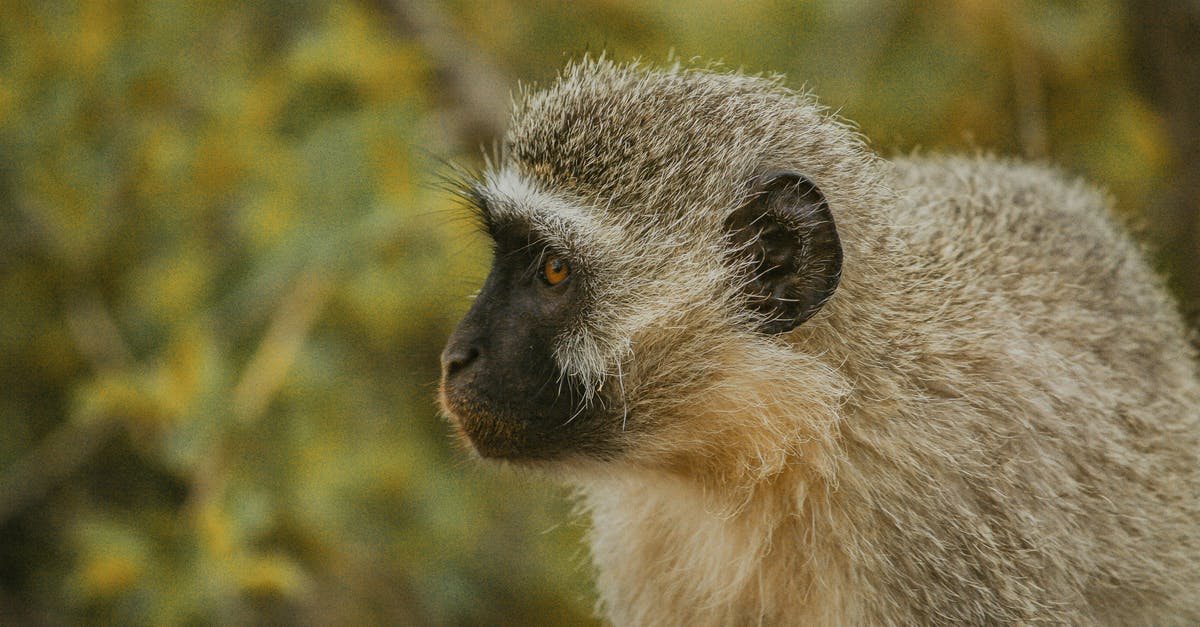 Is the Avatar of the Vengeful Monkey mathematically worth it when dealing with late game B.A.D.s? - White and Black Monkey in Close Up Photography Is the Avatar of the Vengeful Monkey mathematically worth it when dealing with late game B.A.D.s? - White and Black Monkey in Close Up Photography