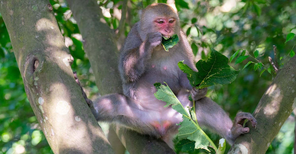 Is the Avatar of the Vengeful Monkey mathematically worth it when dealing with late game B.A.D.s? - Brown Monkey on Tree Branch Is the Avatar of the Vengeful Monkey mathematically worth it when dealing with late game B.A.D.s? - Brown Monkey on Tree Branch
