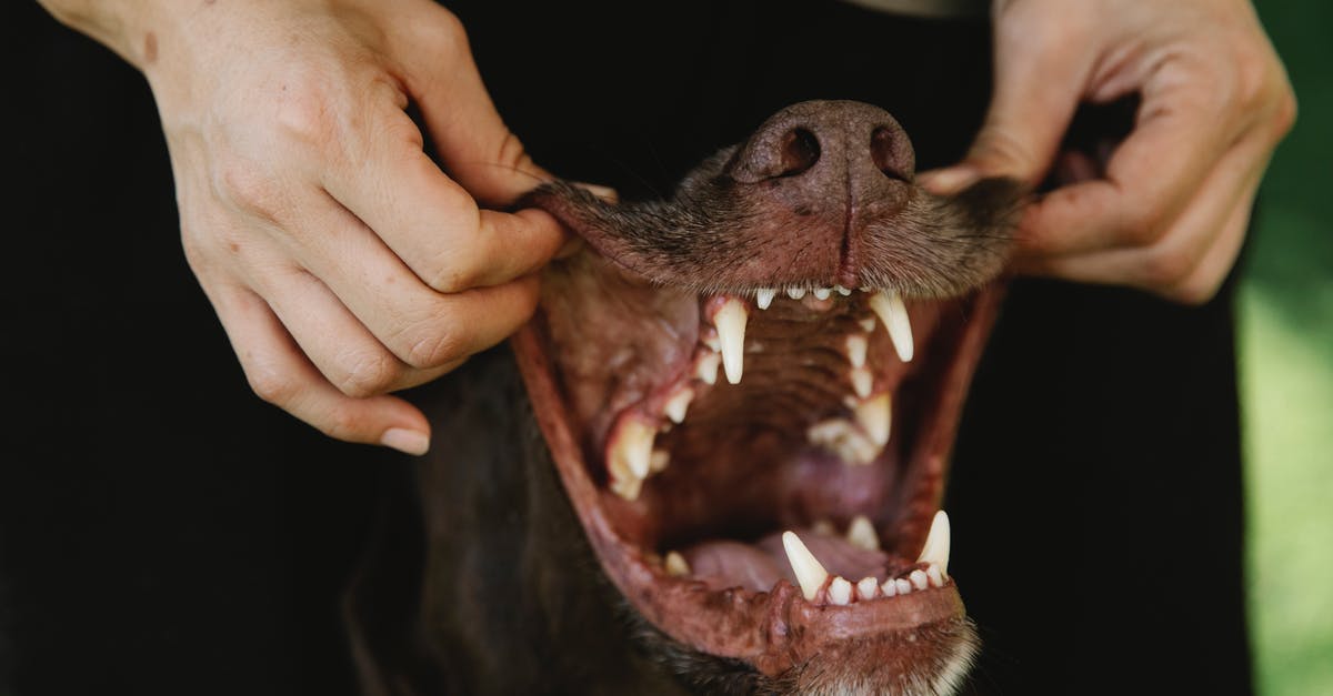 Is the Basilisk Jaw a Slayer only drop? - Crop owner showing teeth of purebred dog outdoors
