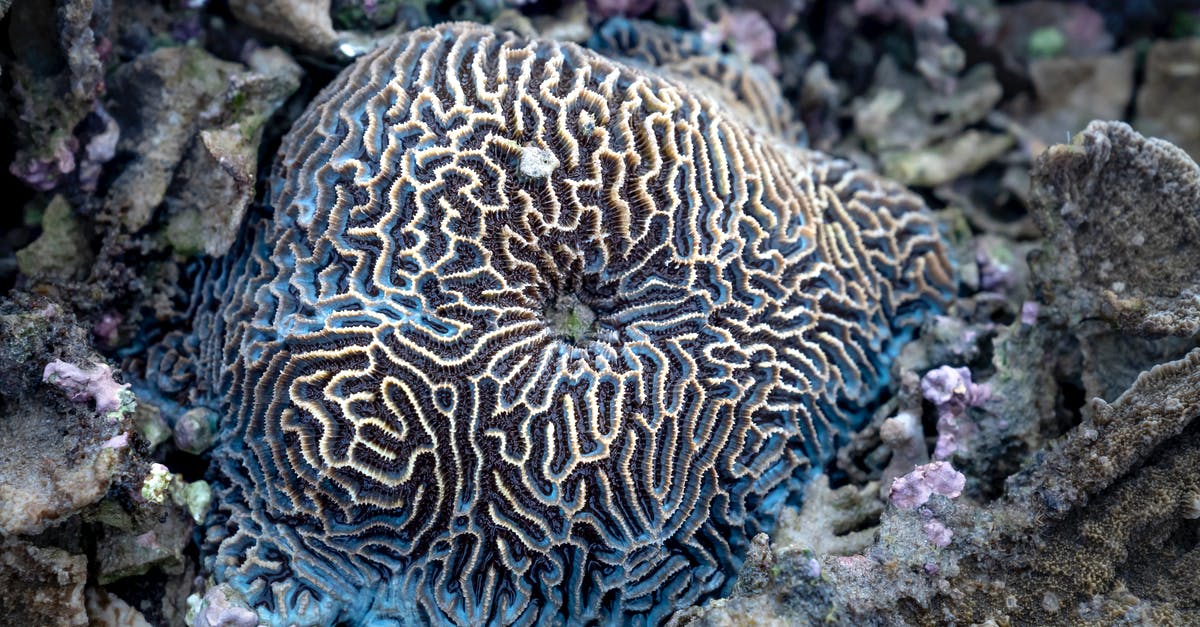 Is the Brain of Cthulhu a hard mode boss? - Spheroid brain coral on sea bottom