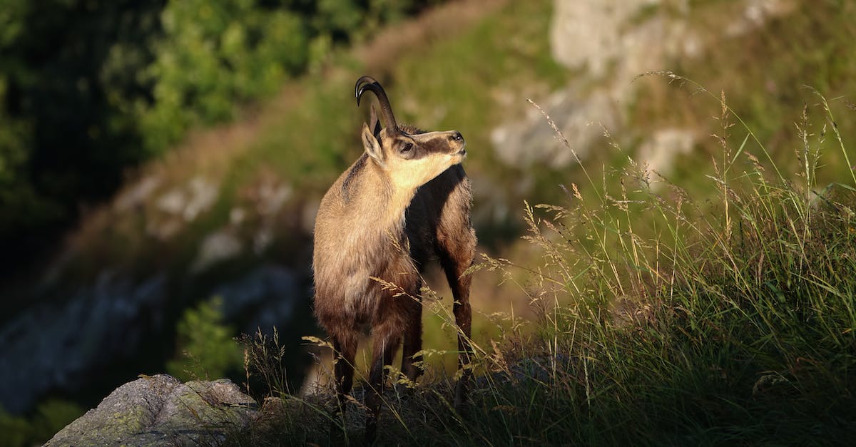 Is the goat describing min-maxing health vs. magic? - Chamois Is the goat describing min-maxing health vs. magic? - Chamois