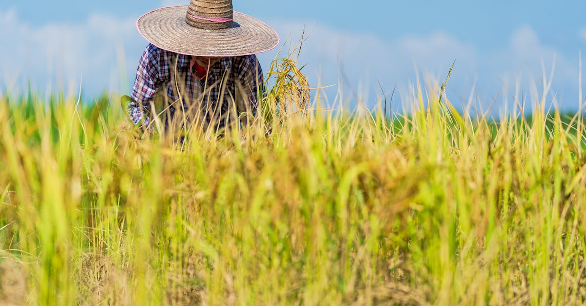 Is the Level 9 Gem funded Land Expansion separate? - Anonymous person caring for rice field in countryside