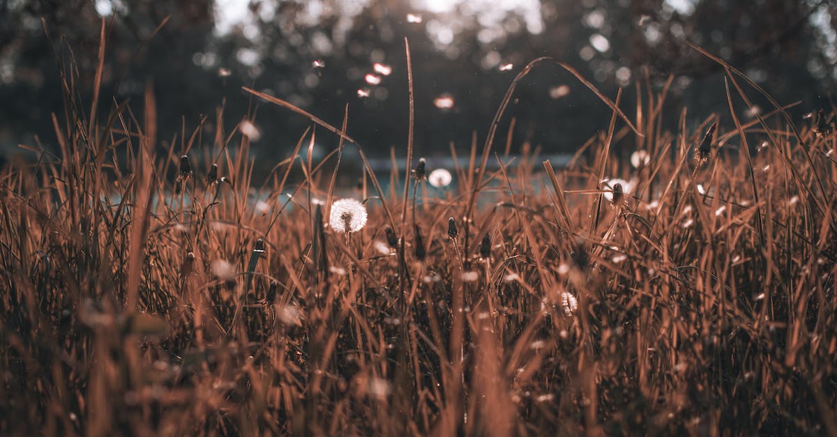 Is the Level 9 Gem funded Land Expansion separate? - Tall dry grassy field with white fluffy dandelions growing in countryside on autumn day Is the Level 9 Gem funded Land Expansion separate? - Tall dry grassy field with white fluffy dandelions growing in countryside on autumn day