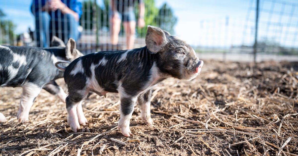 Is the Level 9 Gem funded Land Expansion separate? - Adorable piglets on dry grass near fence Is the Level 9 Gem funded Land Expansion separate? - Adorable piglets on dry grass near fence