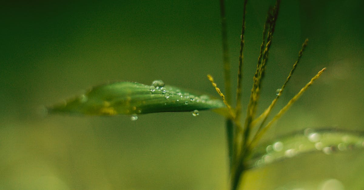 Is the monthly supply drop picked up automatically after a while? - Selective Focus of Water on Leaf