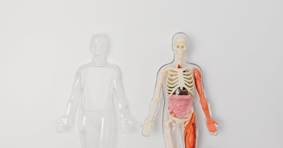 Is the Skull Heart capable of having a male host? - Woman in Red and White Dress Figurine