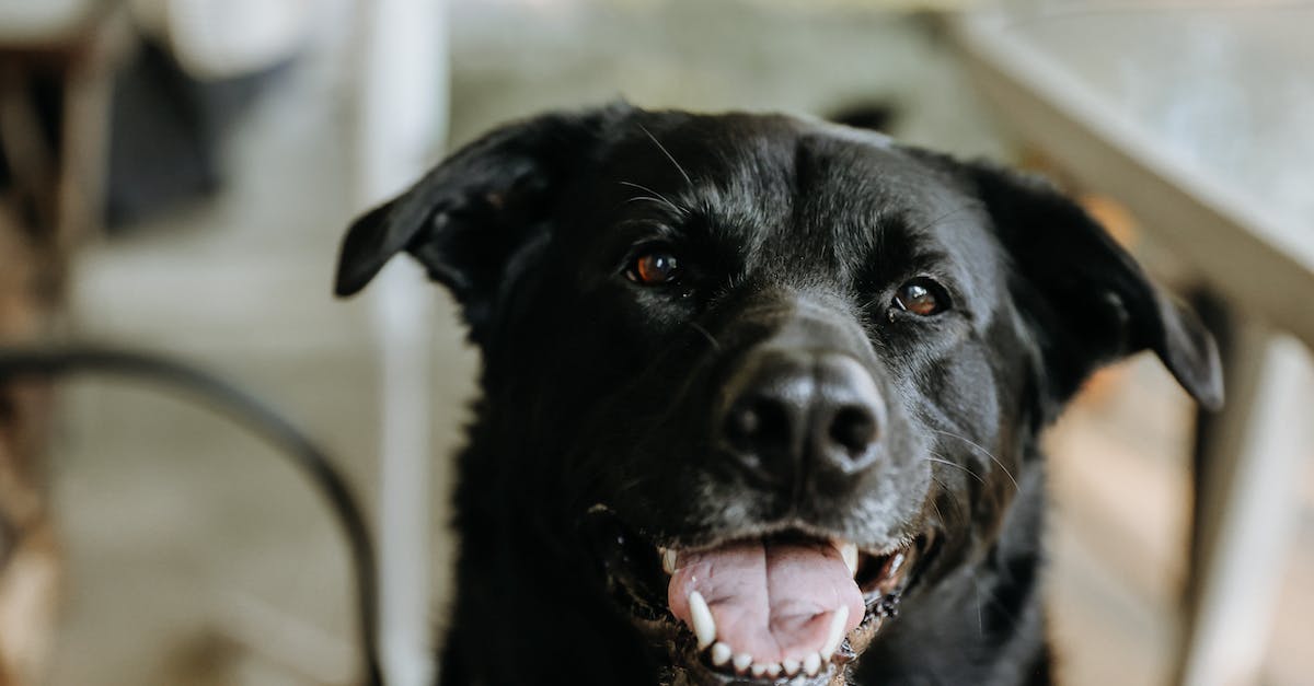 Is the Tongue a Melee Weapon? - Black Labrador Retriever With Mouth Open