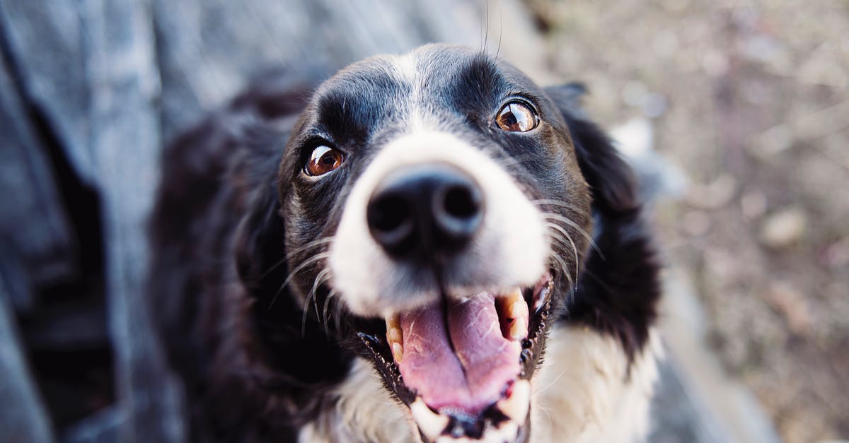 Is the Tongue a Melee Weapon? - Shallow Focus Photography of Adult Black and White Border Collie Is the Tongue a Melee Weapon? - Shallow Focus Photography of Adult Black and White Border Collie