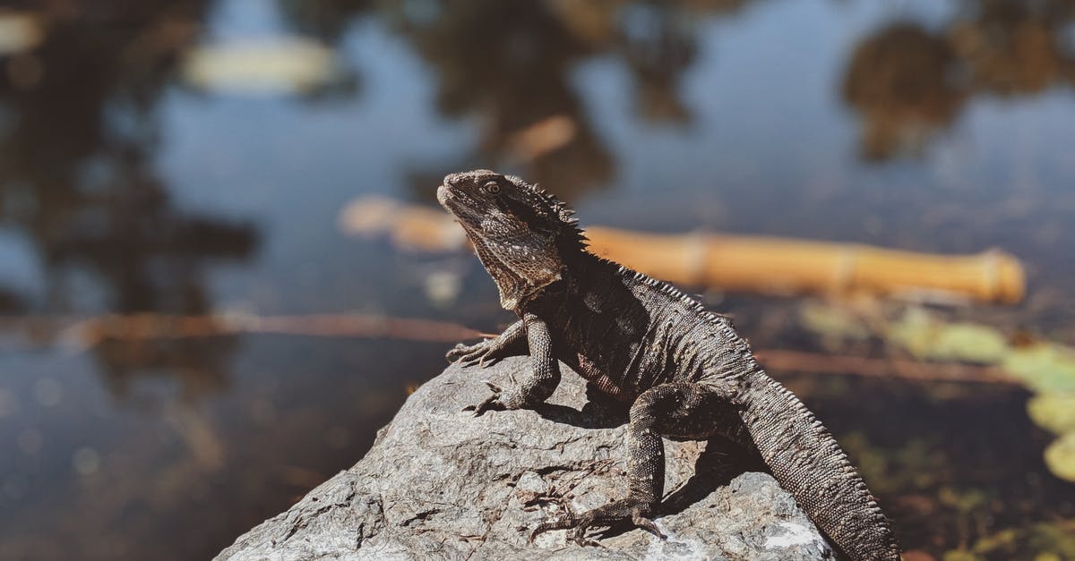 Is the water in Spyro the Dragon (Reignited Trilogy) meant to be this deadly, and how do I just take damage? - Photo Of Horned Lizard On Top Of Stone Is the water in Spyro the Dragon (Reignited Trilogy) meant to be this deadly, and how do I just take damage? - Photo Of Horned Lizard On Top Of Stone