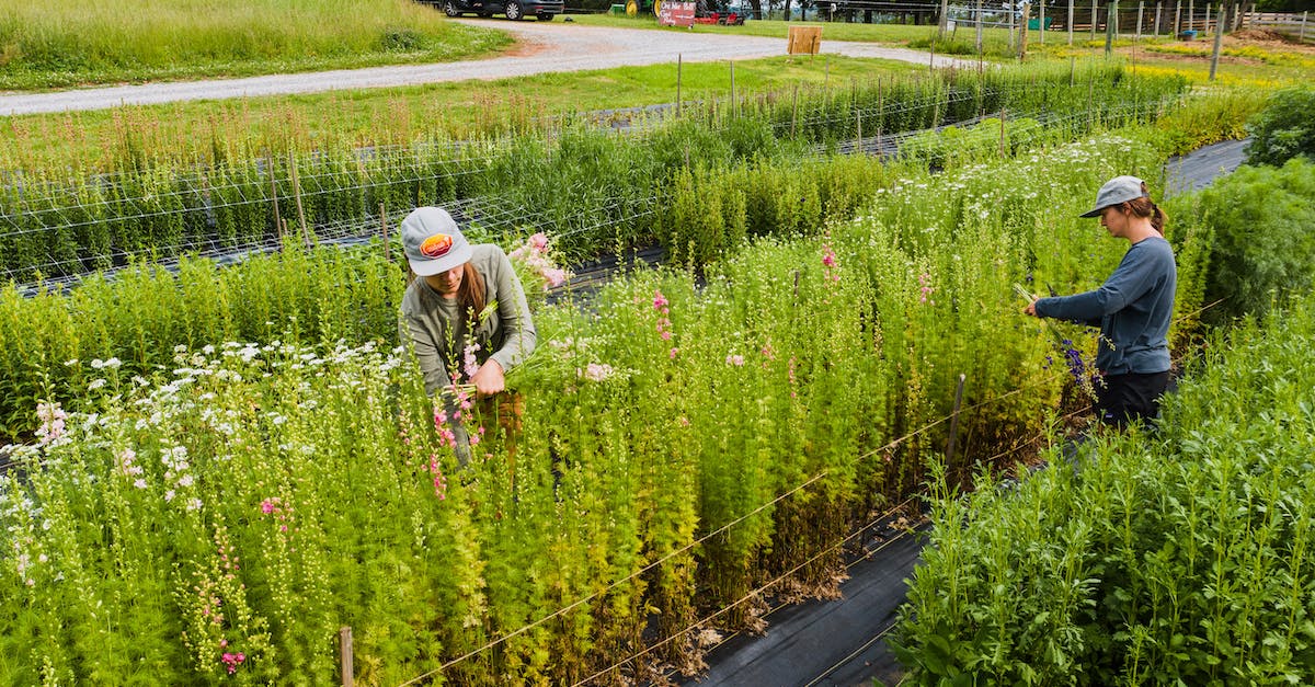 Is there a better way to collect tax? - Concentrated women in caps picking fresh green harvest in rows of plantations near road in summer