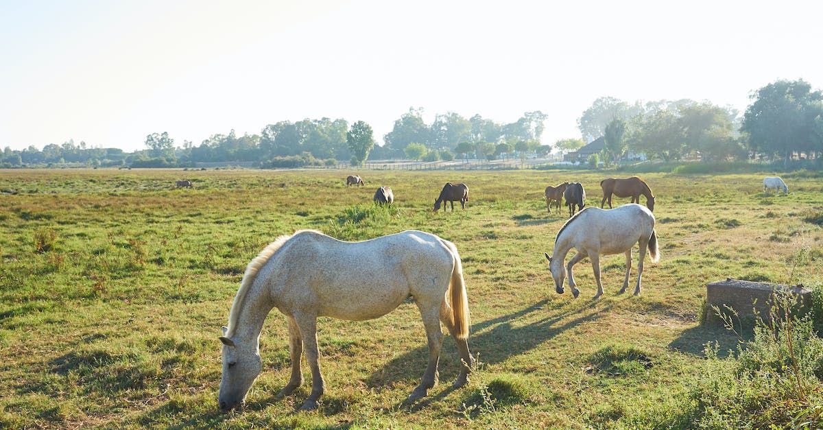 is there a command that kills all horses and nothing else? [duplicate] - Pferde auf Weide in spanischer Sonne