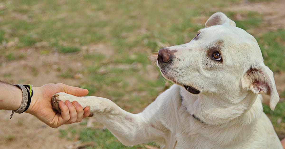 Is there a command where I can teleport myself to a specific kind of block? [duplicate] - Dog giving paw to anonymous person