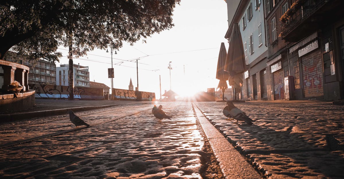 Is there a convenient way to identify higher-level buildings? - Birds walking on empty paved street at dawn