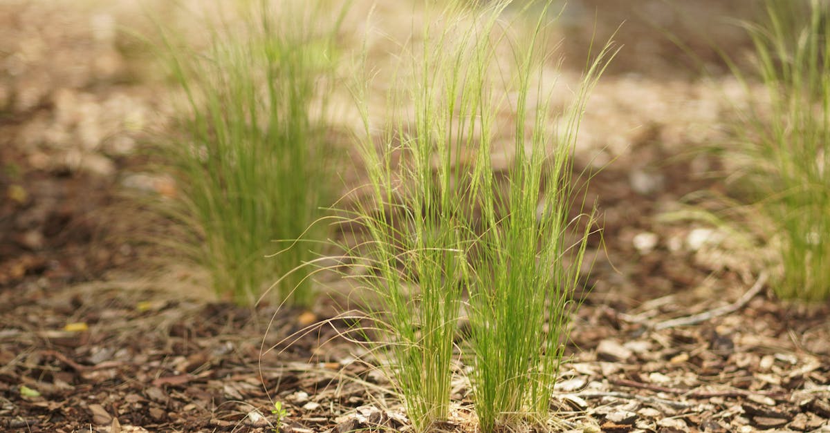 Is there a downside to upgrading to RoS asap - Green Grass on Brown Soil Is there a downside to upgrading to RoS asap - Green Grass on Brown Soil