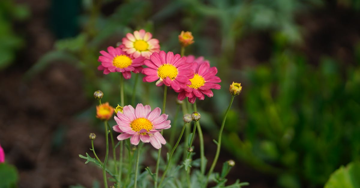 Is there a downside to upgrading to RoS asap - Purple Flowers in Tilt Shift Lens Is there a downside to upgrading to RoS asap - Purple Flowers in Tilt Shift Lens