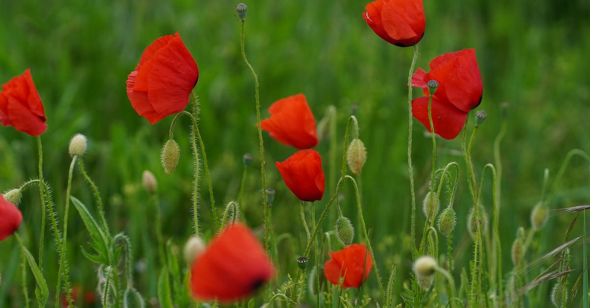 Is there a downside to upgrading to RoS asap - Red Poppy Flower in Bloom Is there a downside to upgrading to RoS asap - Red Poppy Flower in Bloom