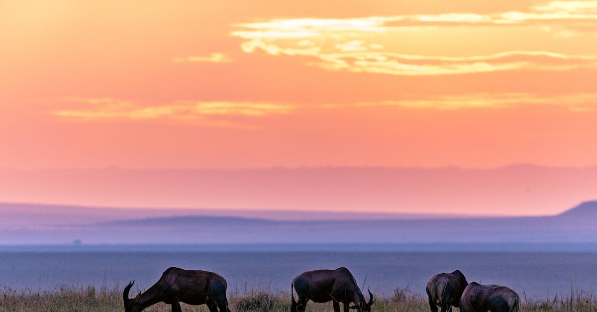 Is there a Feed The Beast bee breeding flowchart? - Group of wildebeests pasturing on grassy meadow
