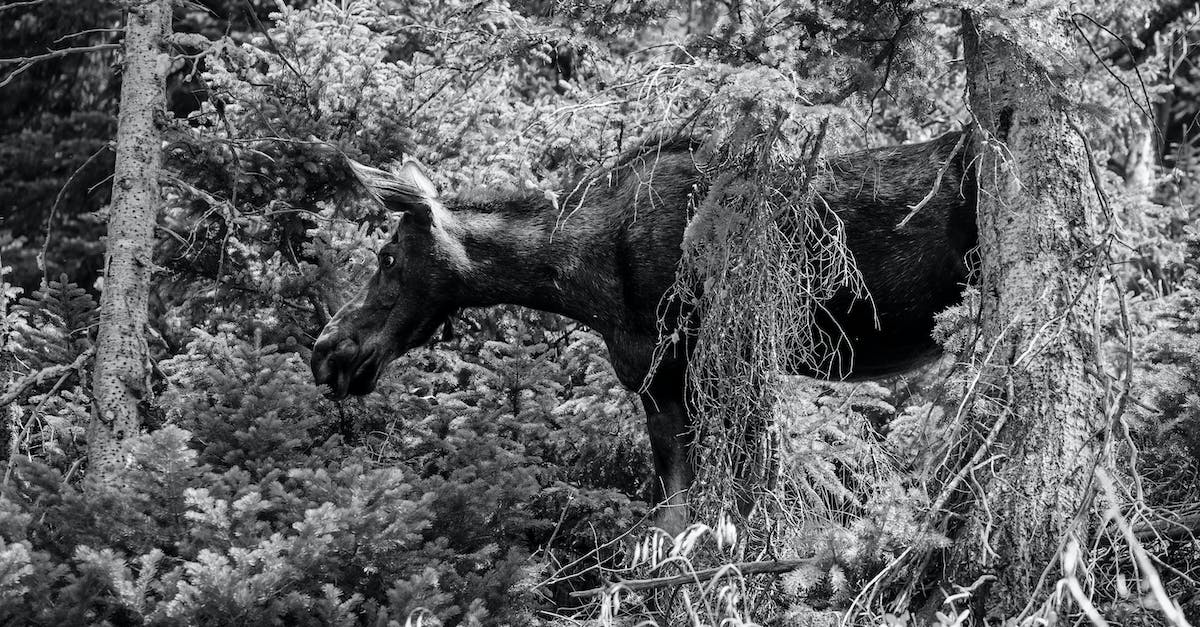 Is there a glitch where the moose won't die? - 
